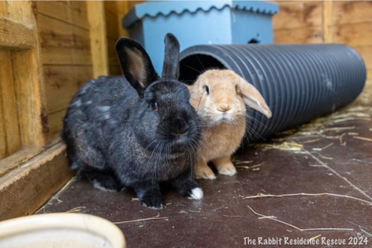 The Rabbit Residence Rescue – Registered Charity Number: 1148016