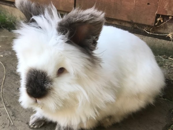 Lionhead Rabbits