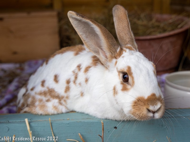 English Spot Rabbits