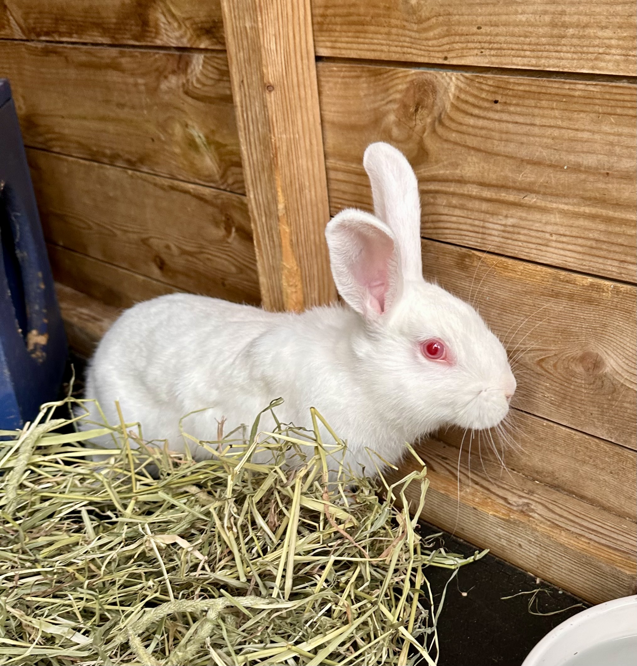 The Rabbit Residence Rescue – Registered Charity Number: 1148016