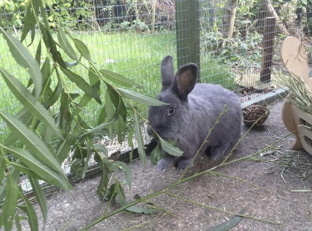 Foraging for Rabbits – The Rabbit Residence Rescue