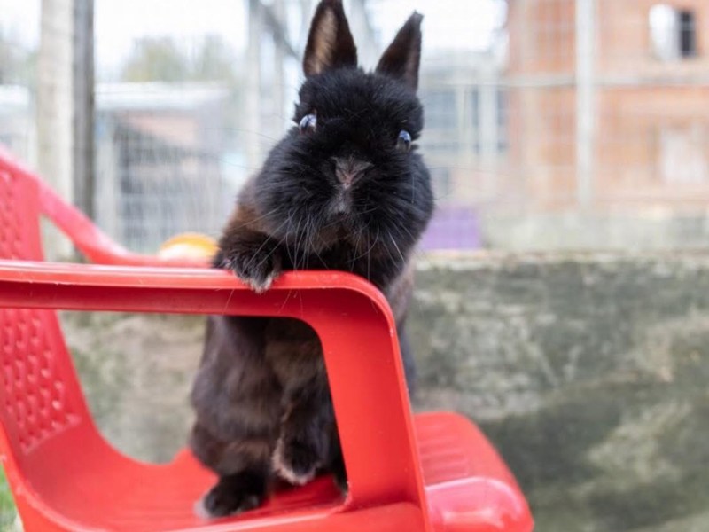 Rabbits as Family&nbsp;Pets