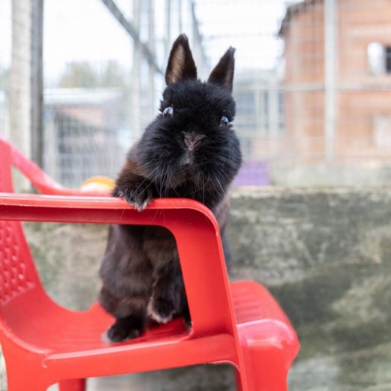 Rabbits as Family&nbsp;Pets