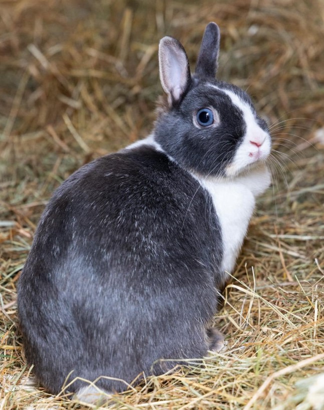 Netherland Dwarf Rabbits – The Rabbit Residence Rescue