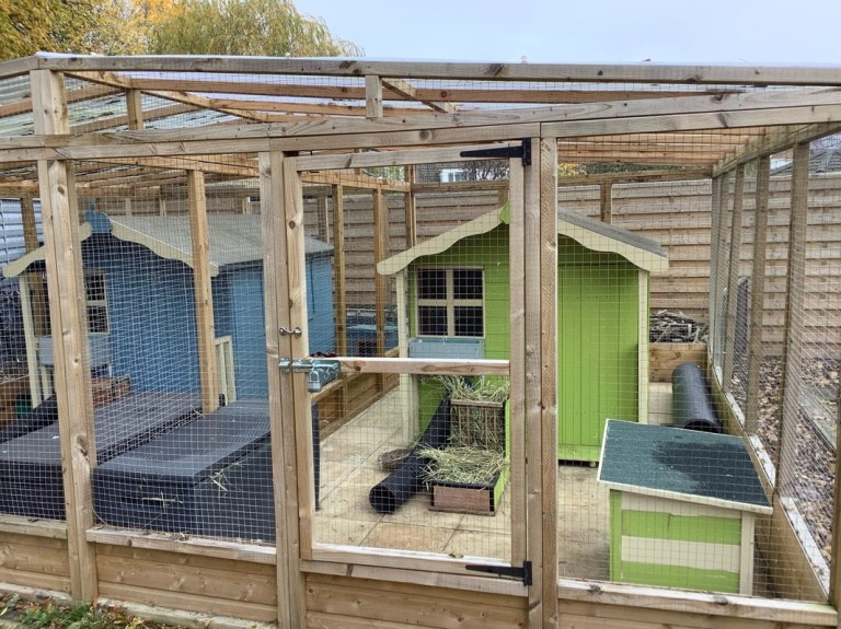 Door Rabits Outdoor Rabbits – The Rabbit Residence Rescue