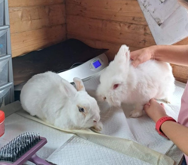 How to Health Check a Rabbit – The Rabbit Residence Rescue