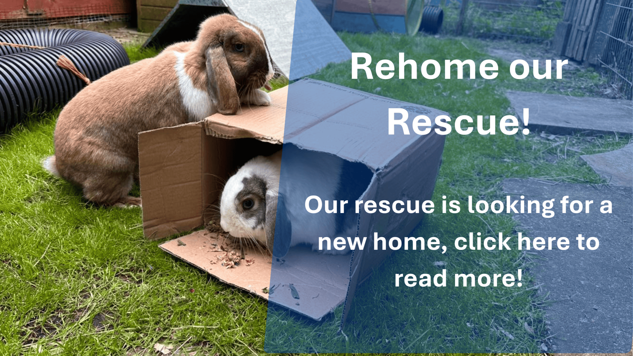 The Rabbit Residence Rescue – Registered Charity Number: 1148016