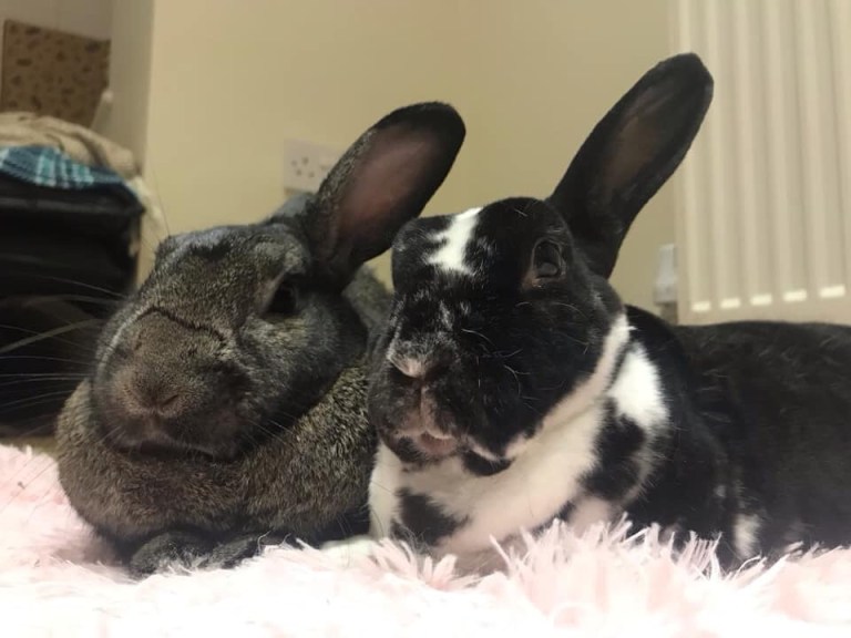 Senoir Rabbit Caring for senior rabbits – The Rabbit Residence Rescue