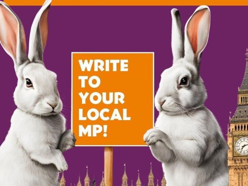 Real Rabbits mean Real Responsibilities