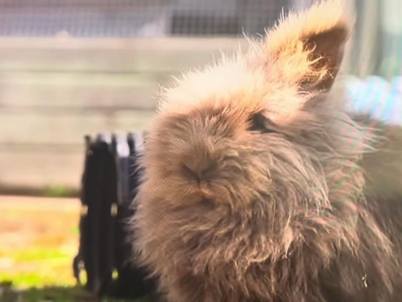 Easter Bunny in&nbsp;Crisis