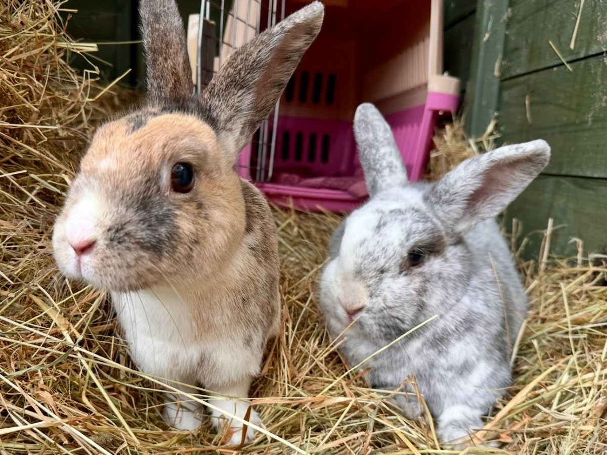 Bunny Besties!