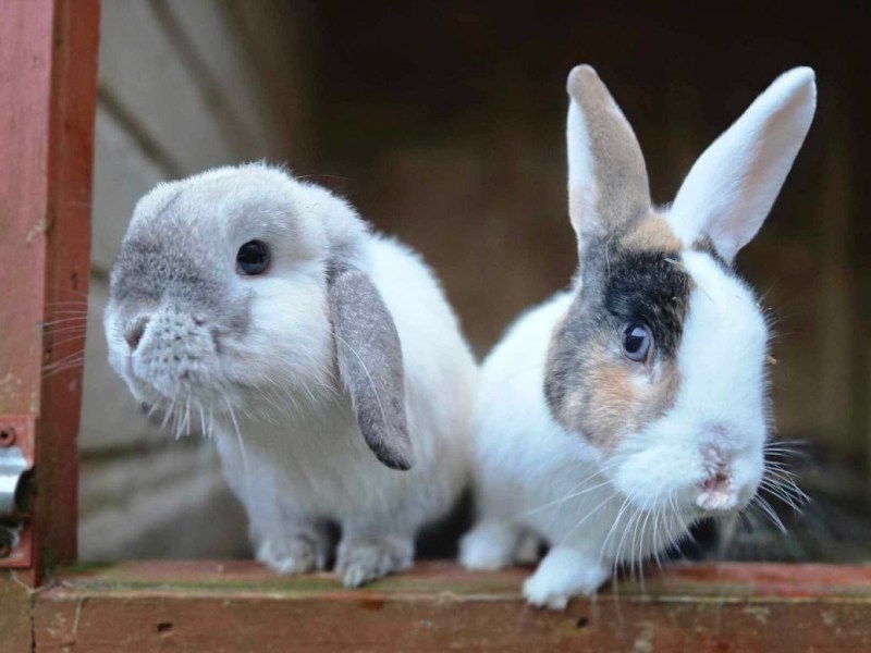 Hidden cost of&nbsp;cute