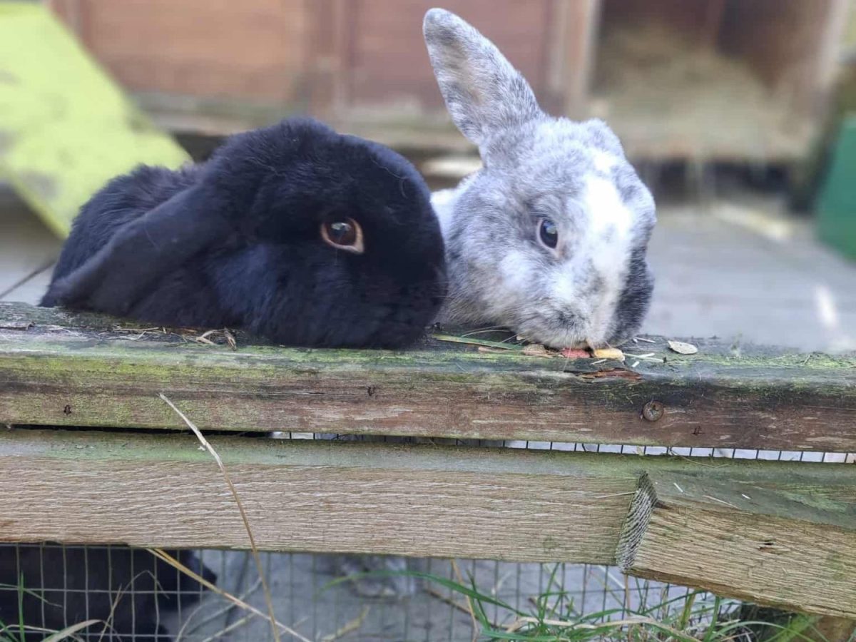 Brooklyn & Henderson