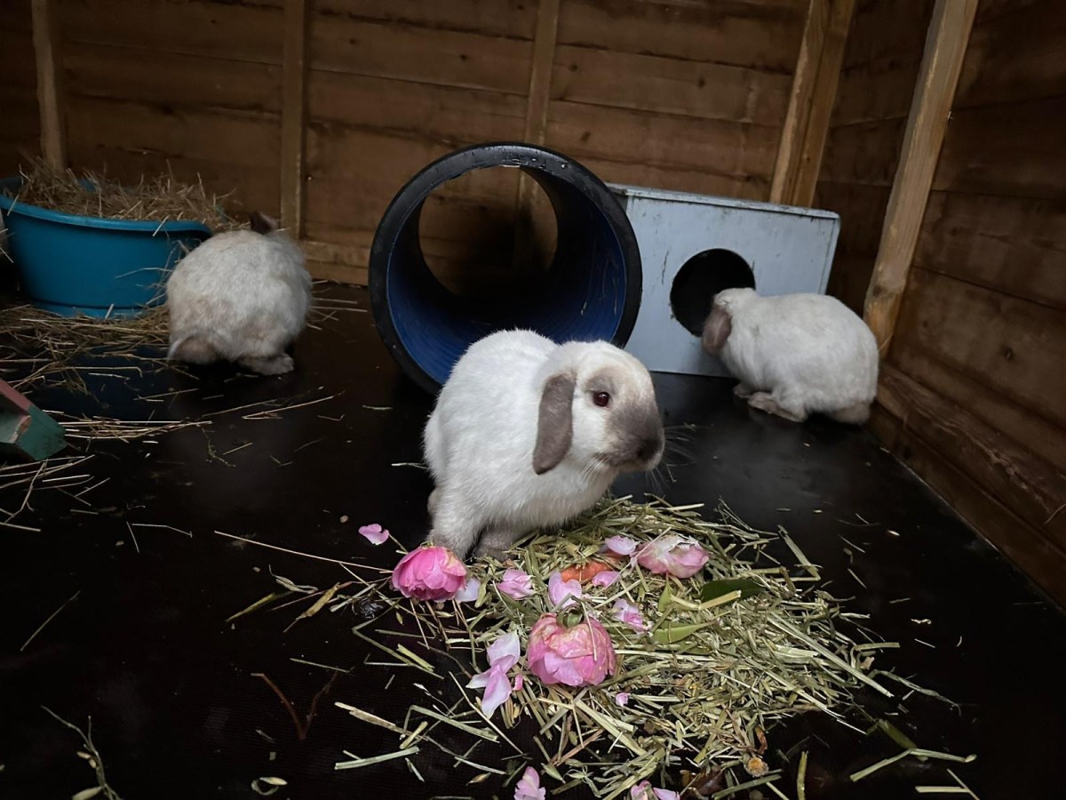 Meet the Reindeer&nbsp;Bunnies!