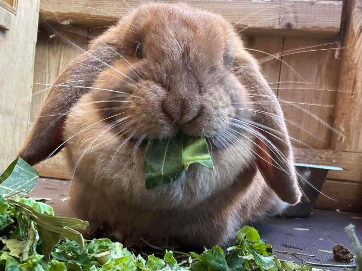 Lilith – not currently&nbsp;available