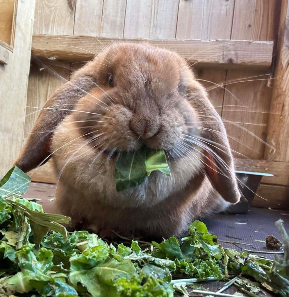 Lilith – not currently&nbsp;available