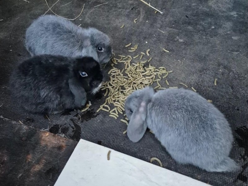 Eeny, Miney &&nbsp;Moe