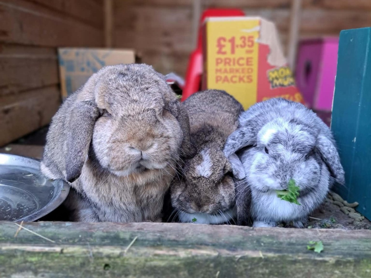 Puma, Margay &&nbsp;Lynx