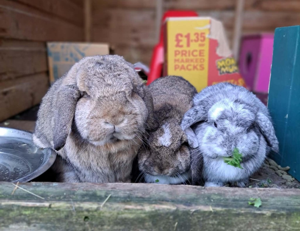 Puma, Margay &&nbsp;Lynx