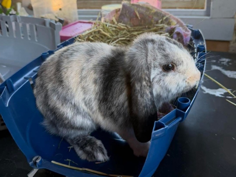 Pongo