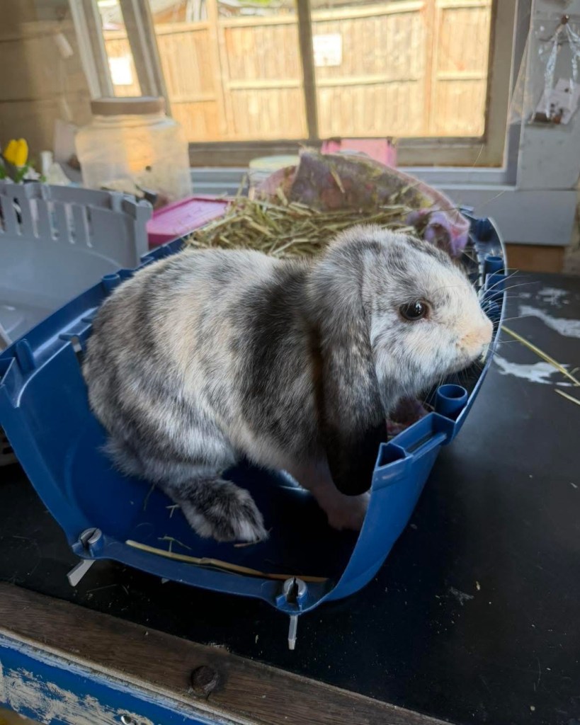 Pongo