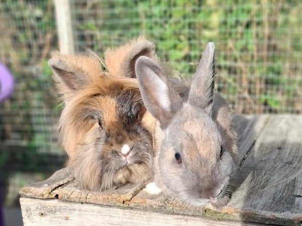 Bingbong & Slinky
