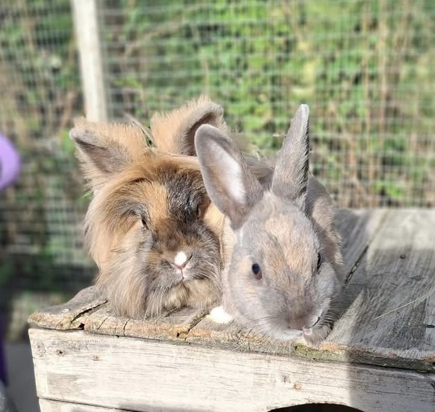 Bingbong & Slinky